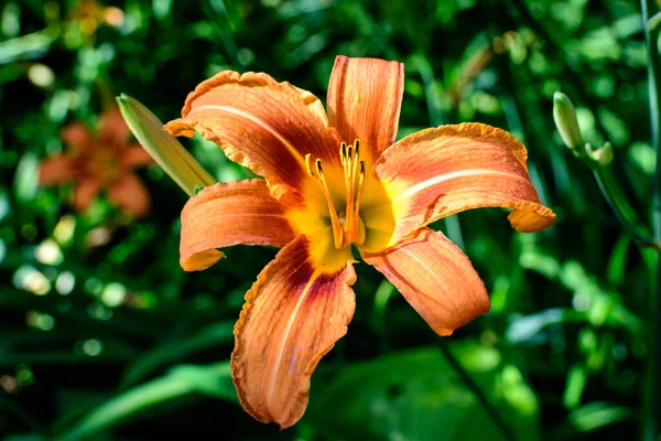 Liten Levande Orange Röda Blommor Lilium Eller Lily Växt Brittisk — Stockfoto