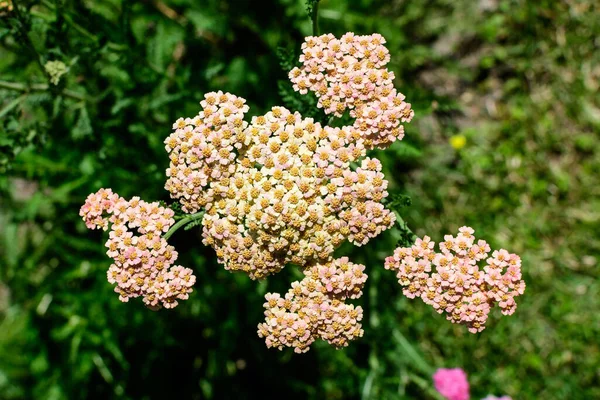 晴れた夏の日に庭で 一般的に矢として知られているAchillea Millefolium植物の美しい鮮やかなピンクのマゼンタの花の終わり — ストック写真