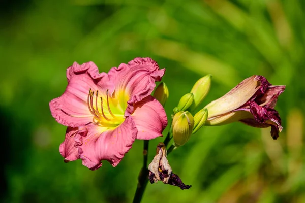 심홍색 심홍색 Hemerocallis Peggys Pink Daylily Lilium Lily Plant British — 스톡 사진