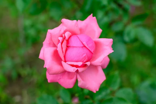 Een Levendige Roze Magenta Roos Wazig Groene Bladeren Een Tuin — Stockfoto