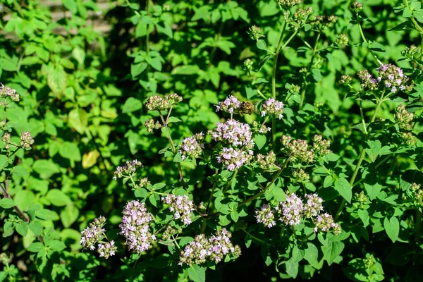 Viele Frische Grüne Blätter Und Violette Blüten Der Thymus Serpyllum — Stockfoto