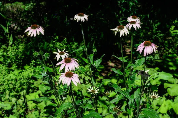 Jemné Růžové Květy Echinacea Měkkém Zaostření Organické Bylinné Zahradě Slunečném — Stock fotografie