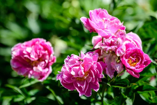Bush Mit Vielen Großen Zarten Leuchtend Rosa Pfingstrosenblüten Einem Garten — Stockfoto