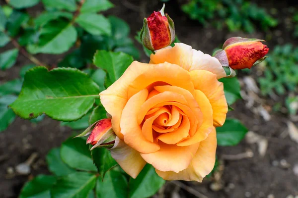 Close Van Een Delicate Levendige Oranje Roos Volle Bloei Groene — Stockfoto