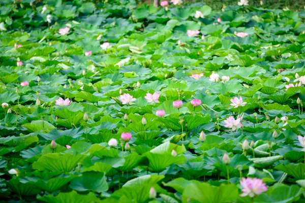 Delicate Vivid Pink White Water Lily Flowers Nymphaeaceae Full Bloom — Stock Photo, Image