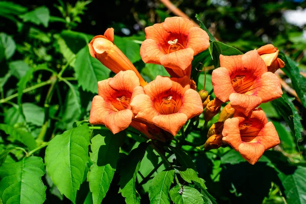 Muitas Flores Vermelhas Alaranjadas Vivas Folhas Verdes Campsis Radicans Planta — Fotografia de Stock