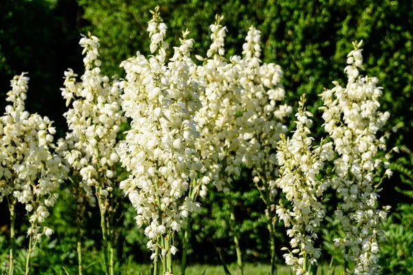 Багато Делікатних Білих Квітів Рослин Юки Відомих Голки Нитки Адамса — стокове фото