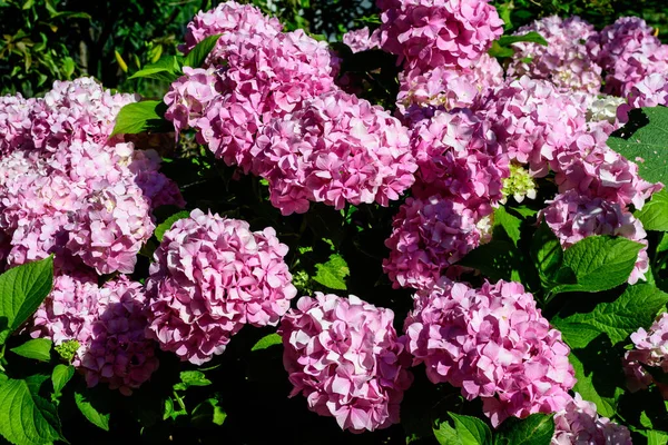 Magenta pembe ortanca macrophylla ya da çiçek saksısında çiçek açan hortensiya çalısı, arka planda güneşli bir yaz gününde, bir bahçede taze yeşil yapraklar var.