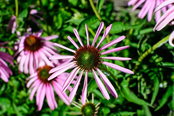 Ніжні Рожеві Квіти Ехінацеї Якому Фокусі Саду Сонячний Літній День — стокове фото