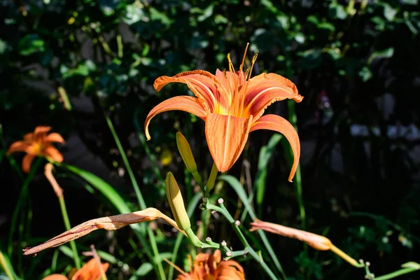 Una Pequeña Flor Color Naranja Vivo Lilium Lily Planta Jardín —  Fotos de Stock