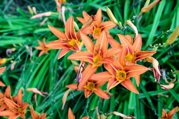 晴れた夏の日に英国のコテージスタイルの庭でリリウムやユリの植物の多くの小さな鮮やかなオレンジ色の花 柔らかい焦点で撮影された美しい屋外の花の背景 — ストック写真