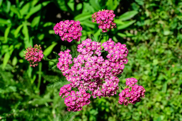 Zblízka Krásné Živé Růžové Fialové Květy Rostliny Achillea Millefolium Běžně — Stock fotografie