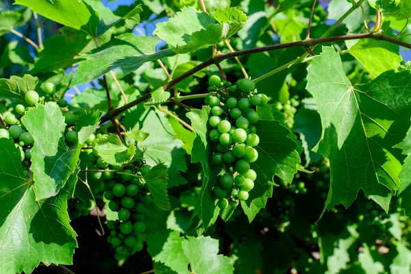 Delicate small fruits and green leaves of grape vine in a sunny summer garden, beautiful outdoor monochrome background photographed with soft focus — Stock Image Delicate Small Fruits Green Leaves Grape Vine Sunny Summer Garden Royalty Free Stock Images
