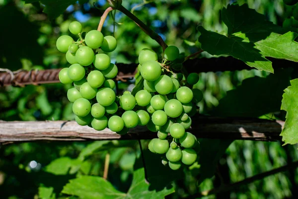 Delicate small fruits and green leaves of grape vine in a sunny summer garden, beautiful outdoor monochrome background photographed with soft focus — Stock Image Delicate Small Fruits Green Leaves Grape Vine Sunny Summer Garden Stock Image