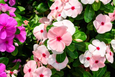 Güneşli bir yaz bahçesinde, geniş bir Impatien grubu Walleriana çiçekleri, yumuşak odak noktasında farklı pembe renkler üzerinde