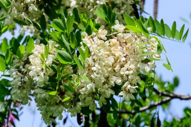 Güneşli bir yaz gününde, bir bahçede, kırmızı yıldız çiçeği ve küçük bulanık çiçek, kapanıyor.