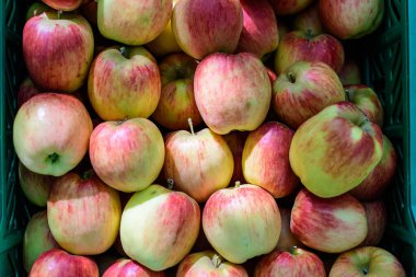 Meyve bahçesinden taze taze kırmızı elmalar, plastik bir kutuda, bir sokak yiyecek pazarında, yumuşak bir odak noktasında sergileniyor.