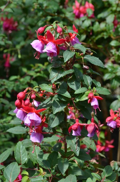 Delikat Rosa Fucsia Blommor Trädgård Kruka Solig Sommardag — Stockfoto