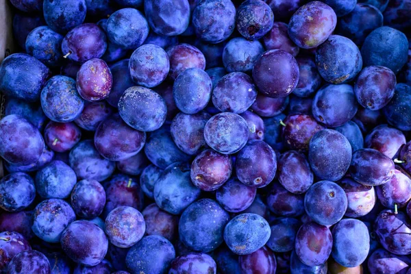 Prunes Bleues Mûres Fraîches Verger Exposées Vente Dans Marché Alimentaire — Photo