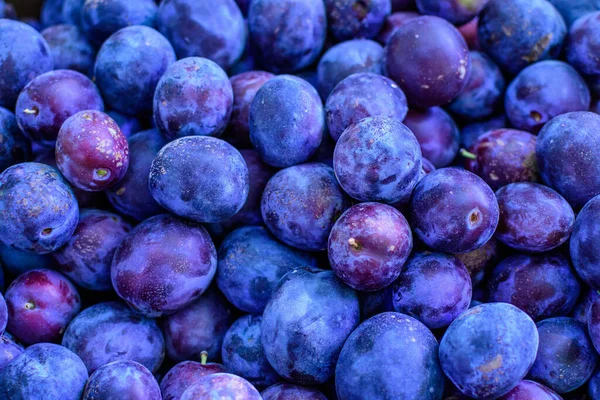 Prugne Blu Mature Fresche Frutteto Visualizzate Vendita Mercato Alimentare Strada — Foto Stock