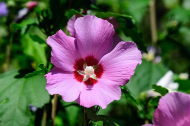 Yaygın olarak Kore gülü, Sharon gülü, Suriye ketemi, çalılık althea ya da gül tozu olarak bilinen pembe bir çiçek güneşli bir yaz gününde bir bahçede. 