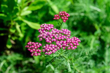 Achillea Millefolium bitkisinin pembe çiçekleri, genellikle avlu olarak bilinir, güneşli bir yaz bahçesinde.