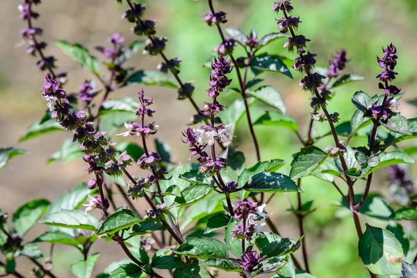 Close up of fresh purple basil or ocimum basilicum leaves in direct sunlight, in a summer garden, soft focus