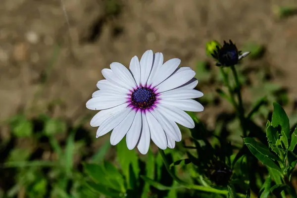 Uma Flor Branca Osteospermum Sabida Geralmente Como Arbustos Daisy Margaridas — Fotografia de Stock