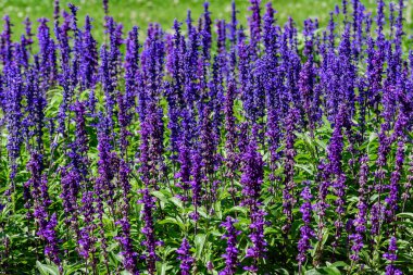 Salvia officinalis 'in koyu mavi çiçekleri, yaygın olarak bahçe adaçayı olarak bilinir, ya da adaçayı, yumuşak odak noktasında, güneşli bir yaz gününde, bir bahçede.