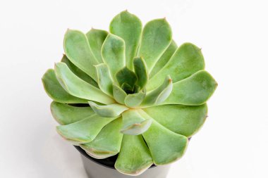 Siyah tencerede yuvarlak taze sulu bitki, beyaz, kenar manzaralı, metin için yeri olan.