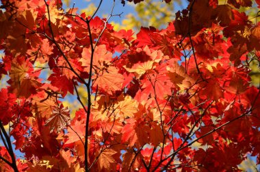Bir sonbahar bahçesinde Norveç akçaağacı olarak da bilinen Acer platanoidlerinin kırmızı yaprakları, aşağıdan gri gökyüzüne doğru görünüyor.