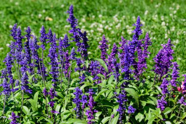 Salvia officinalis 'in koyu mavi çiçekleri, yaygın olarak bahçe adaçayı olarak bilinir, ya da adaçayı, yumuşak odak noktasında, güneşli bir yaz gününde, bir bahçede.