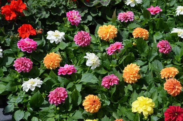 Pembe, turuncu, sarı ve beyaz yıldız çiçekleri ve yeşil yapraklar güneşli bir yaz bahçesinde