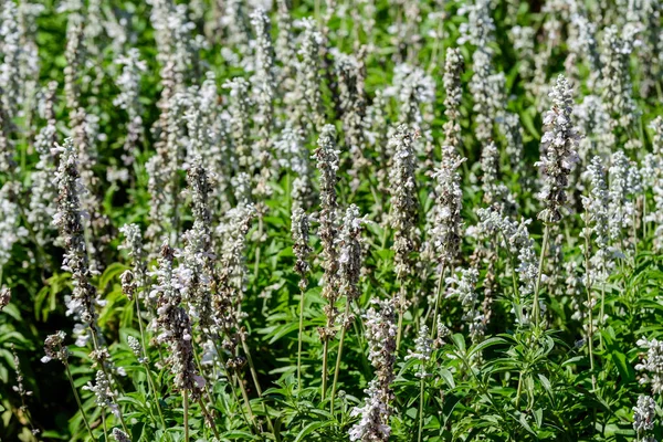 White flowers of Salvia officinalis, commonly known as garden sage, common sage, or culinary sage, in soft focus, in a garden in a sunny summer day