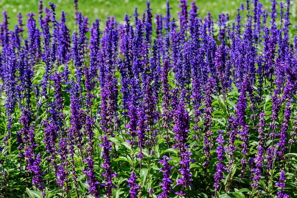 Dunkelblaue Blüten Von Salvia Officinalis Allgemein Bekannt Als Gartensalbei Salbei — Stockfoto