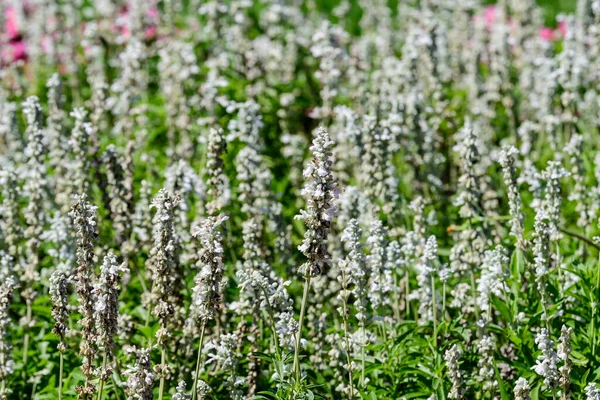 White flowers of Salvia officinalis, commonly known as garden sage, common sage, or culinary sage, in soft focus, in a garden in a sunny summer day