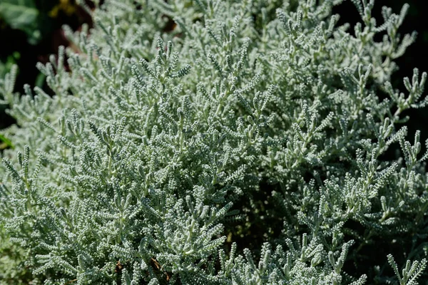 Semak Hijau Dari Tanaman Santolina Chamaecyparissus Umumnya Dikenal Sebagai Lavender — Stok Foto