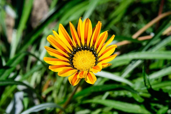 Sarı gazania çiçeği ve yeşil yapraklar yumuşak odak noktasında, güneşli bir yaz gününde bir bahçede.