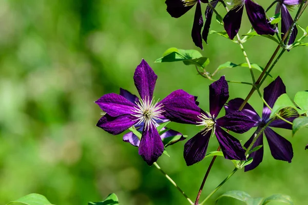 Grupo Flores Volcánicas Clematis Púrpura Jardín Soleado Primavera Cerca —  Fotos de Stock