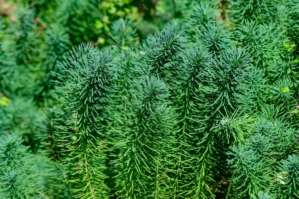 Πράσινα Φύλλα Του Φυτού Euphorbia Cyparissias Κοινώς Γνωστά Κυπαρίσσια Έναν — Φωτογραφία Αρχείου