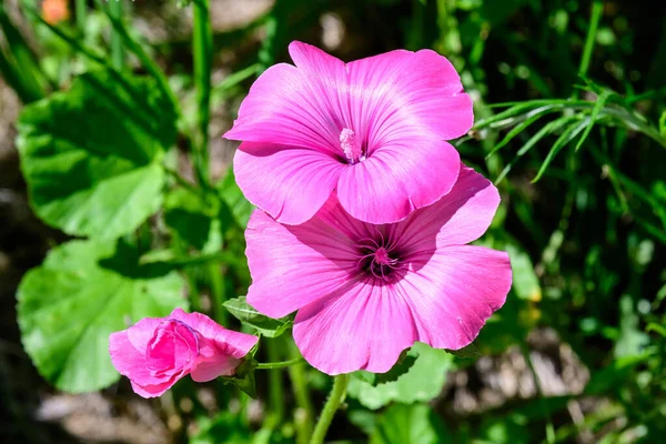 Flores Rosa Delicadas Coloridas Althaea Officinalis Malva Pântano Jardim Dia — Fotografia de Stock