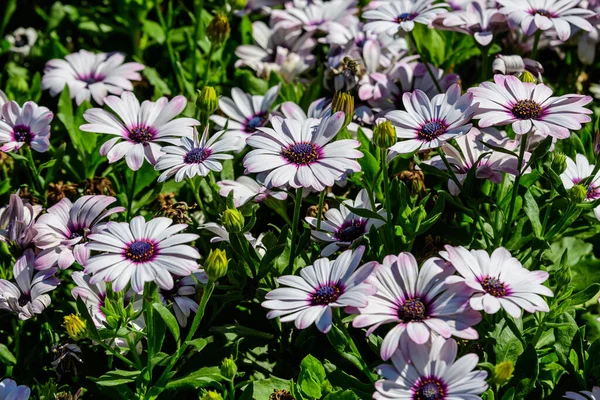 Λευκά Λουλούδια Του Dimorphotheca Ecklonis Osteospermum Κοινώς Γνωστά Cape Marguerite — Φωτογραφία Αρχείου