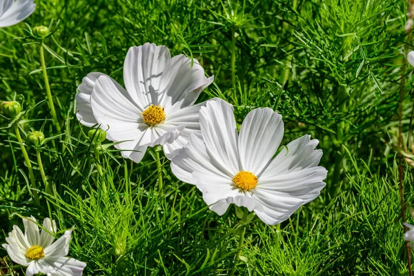 Branco Delicado Cosmos Flores Plena Floração Jardim Dia Ensolarado Verão — Fotografia de Stock