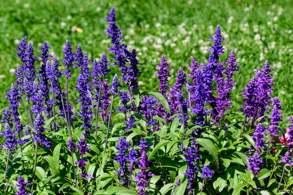 Dark blue flowers of Salvia officinalis, commonly known as garden sage, common sage, or culinary sage, in soft focus, in a garden in a sunny summer day