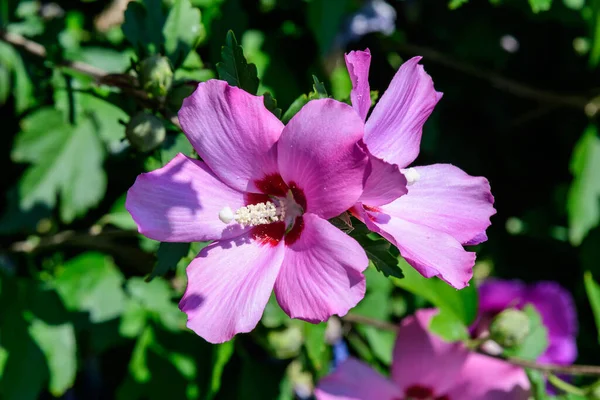 Fiori Rosa Ibisco Syriacus Comunemente Noto Come Rosa Coreana Rosa — Foto Stock