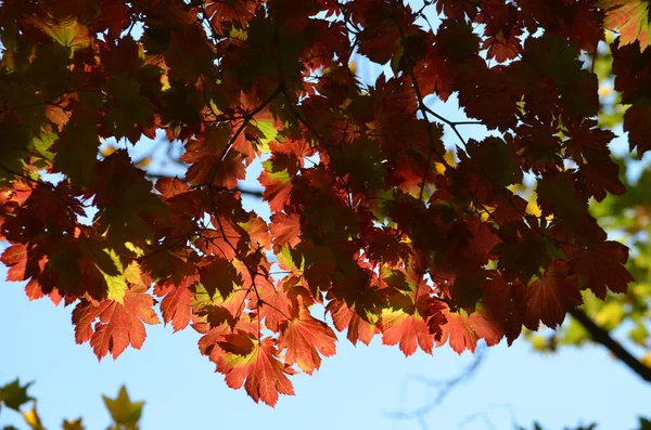 Red leaves of Acer platanoides, also known as Norway maple tree in an autumn garden, view from below towards grey sky — Stock Image Red Leaves Acer Platanoides Also Known Norway Maple Tree Autumn Stock Picture