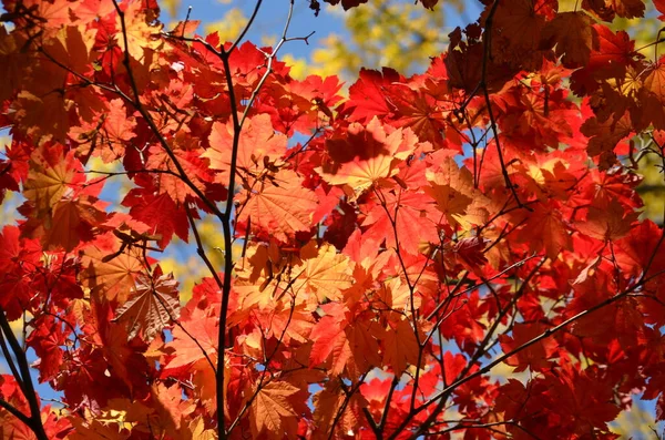 Red leaves of Acer platanoides, also known as Norway maple tree in an autumn garden, view from below towards grey sky — Stock Image Red Leaves Acer Platanoides Also Known Norway Maple Tree Autumn Stock Picture