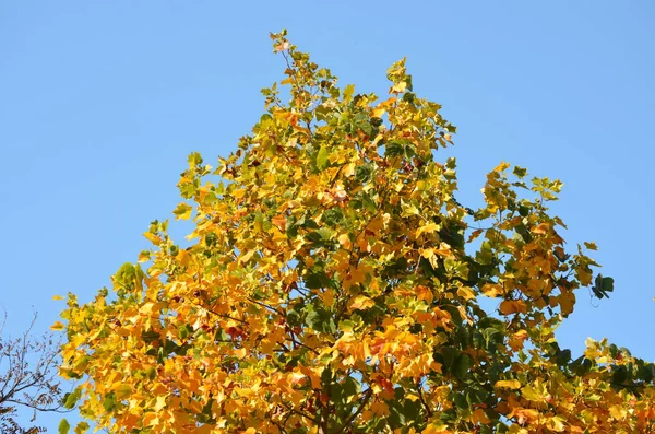 Yellow, orange and green leaves of Acer platanoides, also known as Norway maple tree in an autumn garden, view towards grey sky, soft focus — Stock Image Yellow Orange Green Leaves Acer Platanoides Also Known Norway Maple Stock Image
