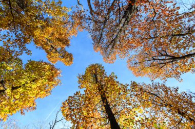 Renkli sarı ve turuncu yapraklar ve dallar, güneşli bir sonbahar gününde, bir ormanda mavi gökyüzüne doğru uzanan dallar.