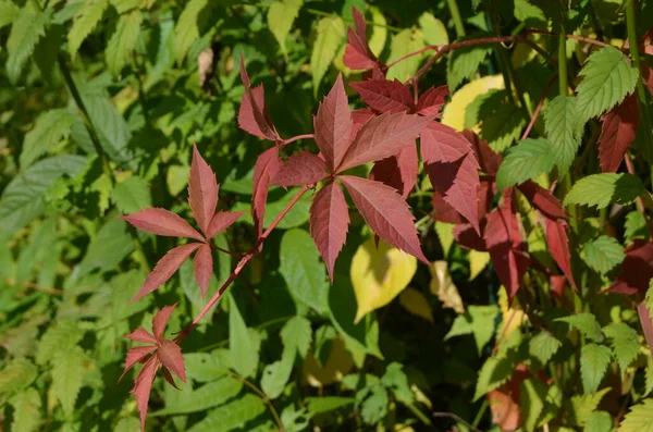 Feuilles Rouges Parthenocissus Quinquefolia Connu Sous Nom Virginia Creeper Victoria — Photo